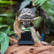 Figurine Gecko sur Socle – Décoration Nature & Terrarium