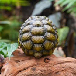 Figurine tortue alligator - figurine de collection en résine