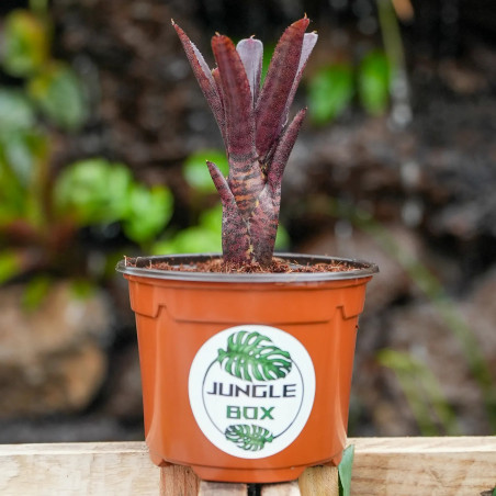 neoregelia adonis