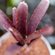 Neoregelia ‘Adonis’ – Broméliacée tropicale rouge pour terrarium | Jungle Box