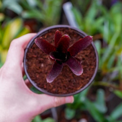 Neoregelia ‘Adonis’ – Broméliacée tropicale rouge pour terrarium | Jungle Box