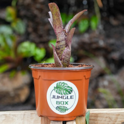 neoregelia agnes aux reflets rosés