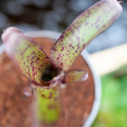 Neoregelia Agnes – Broméliacée tropicale aux reflets rosés | JungleBox