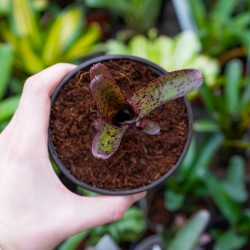 Neoregelia Agnes – Broméliacée tropicale aux reflets rosés | JungleBox