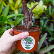 Neoregelia Agnes – Broméliacée tropicale aux reflets rosés | JungleBox
