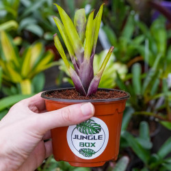 Neoregelia ajax
