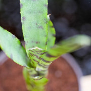 Neoregelia Akeso – Plante fine et élancée | JungleBox