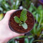 Neoregelia Akeso – Plante fine et élancée | JungleBox