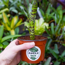Neoregelia Akeso – Plante fine et élancée | JungleBox