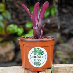 Neoregelia Amazon – Broméliacée tropicale décorative