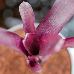 Neoregelia Amazon – Broméliacée tropicale décorative | JungleBox