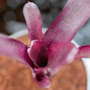 Neoregelia Amazon – Broméliacée tropicale décorative | JungleBox