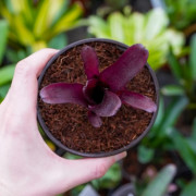 Neoregelia Amazon – Broméliacée tropicale décorative | JungleBox
