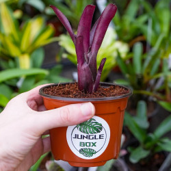 Neoregelia Amazon – Broméliacée tropicale décorative | JungleBox