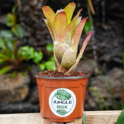 Neoregelia antigone