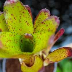 Neoregelia antigone