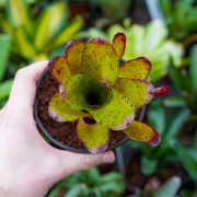 Neoregelia antigone