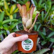 Neoregelia antigone