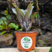 Neoregelia Casiopea – Broméliacée tropicale aux nuances pourpres