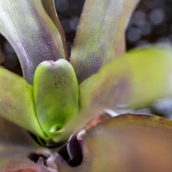 Neoregelia Casiopea – Broméliacée tropicale aux nuances pourpres | JungleBox