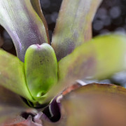 Neoregelia Casiopea – Broméliacée tropicale aux nuances pourpres | JungleBox
