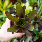 Neoregelia Casiopea – Broméliacée tropicale aux nuances pourpres | JungleBox