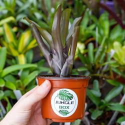 Neoregelia Casiopea – Broméliacée tropicale aux nuances pourpres | JungleBox