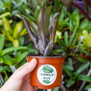 Neoregelia Casiopea – Broméliacée tropicale aux nuances pourpres | JungleBox