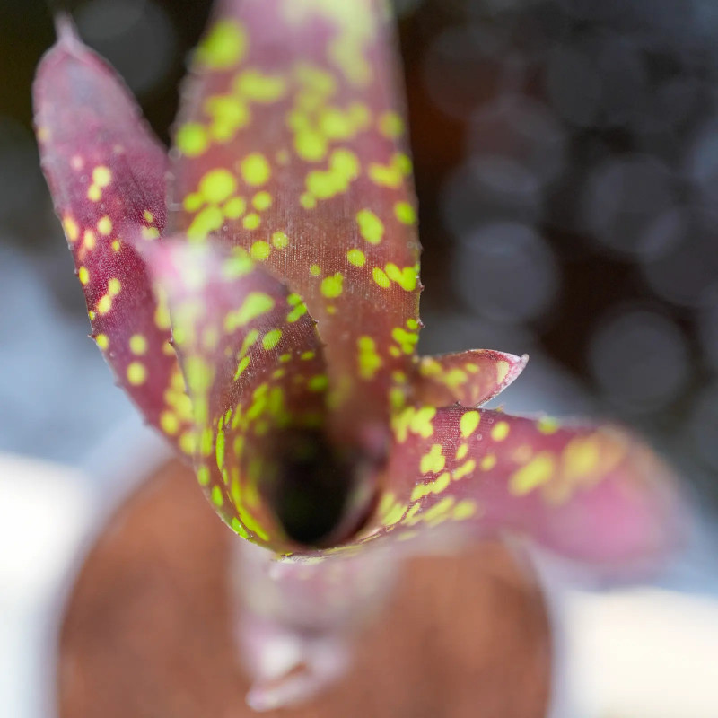 broméliacée tropicale