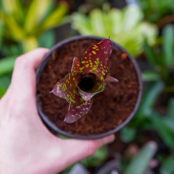 broméliacée tropicale