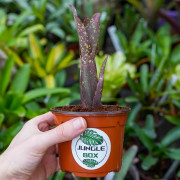 broméliacée tropicale