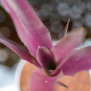Neoregelia damalis