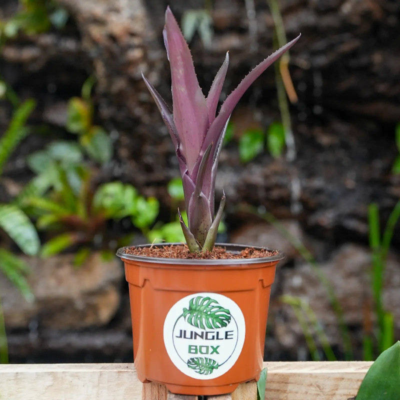 Neoregelia damalis