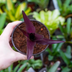 Neoregelia damalis