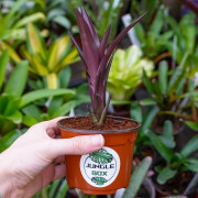 Neoregelia damalis