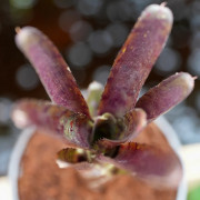 Neoregelia demi