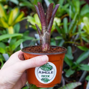 Neoregelia demi