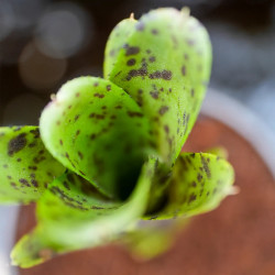 Neoregelia diamanthina