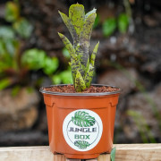 Neoregelia diamanthina