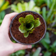 Neoregelia diamanthina