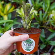 Neoregelia diamanthina