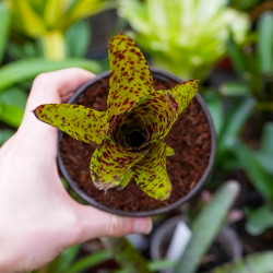 Neoregelia doris