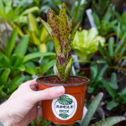 Neoregelia doris