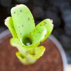 Neoregelia ileana – Broméliacée tropicale pour terrarium et intérieur | Jungle Box