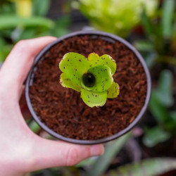 Neoregelia ileana – Broméliacée tropicale pour terrarium et intérieur | Jungle Box