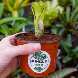 Neoregelia ileana – Broméliacée tropicale pour terrarium et intérieur | Jungle Box