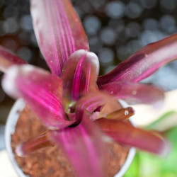 Broméliacée pour terrarium planté