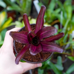 neoregelia for terrarium