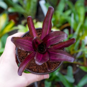 neoregelia for terrarium