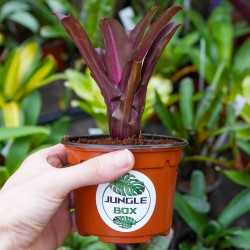 neoregelia for terrarium